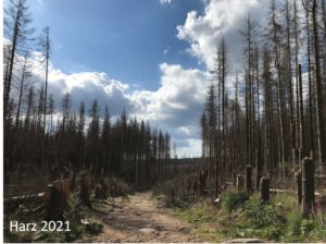 Abgestorbener Wald im Harz 2021